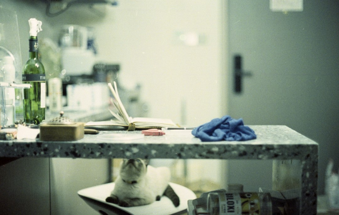 A cat sitting on top of a table in a kitchen